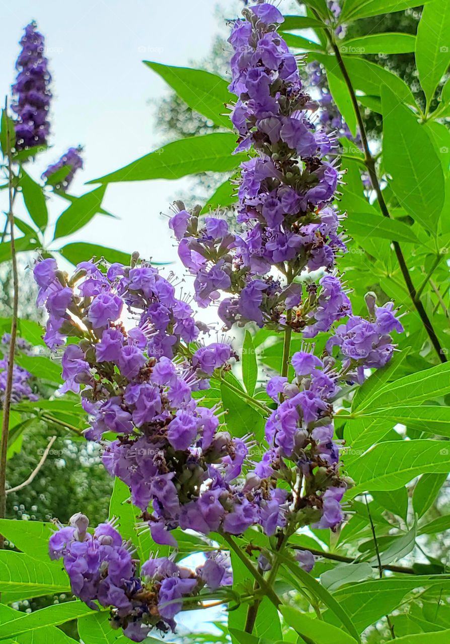 flowers