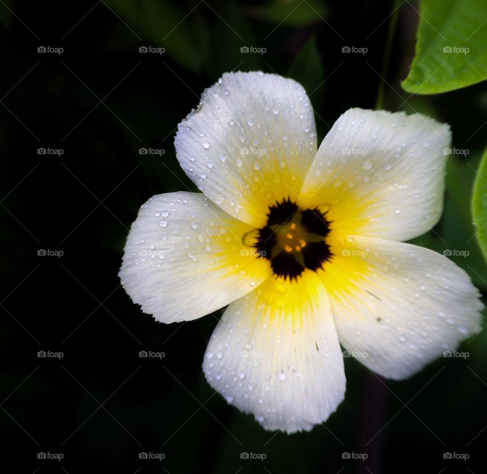 Fresh morning white flower