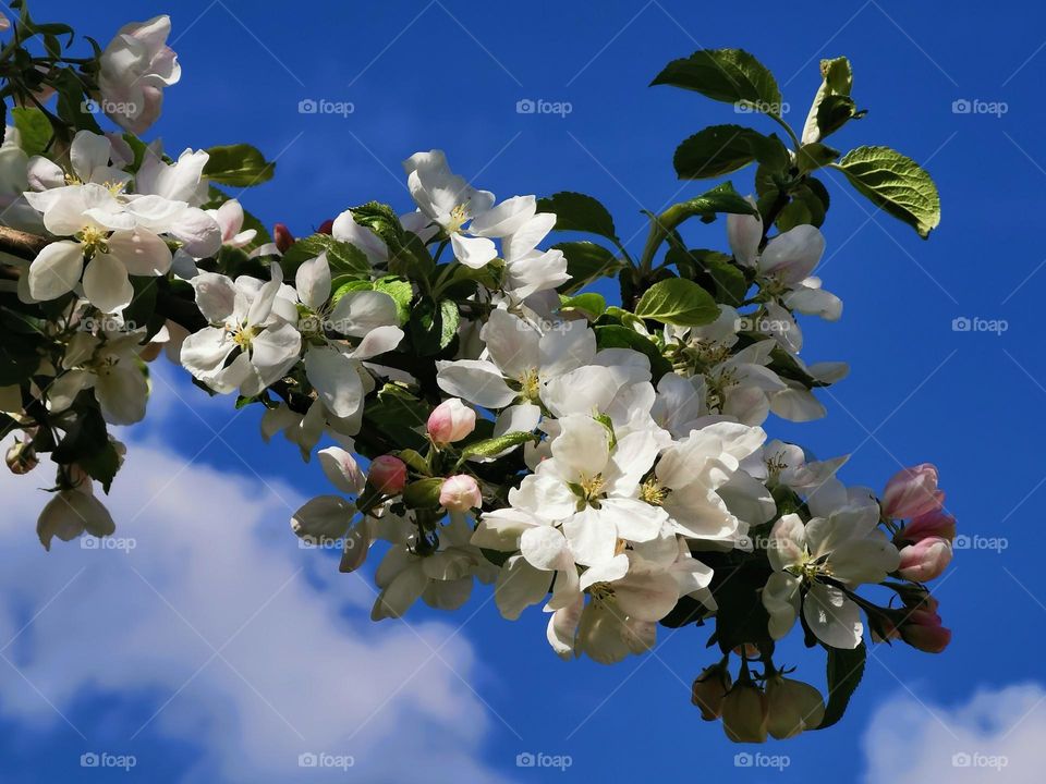 Apple blossoms