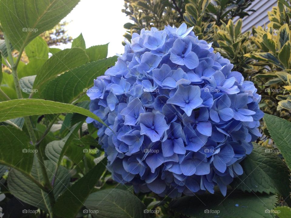 Perfect hydrangea 