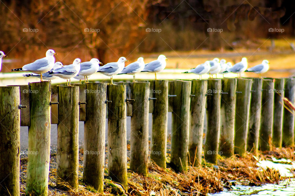 Gulls bellying up to the bar, Mogadore, Ohio