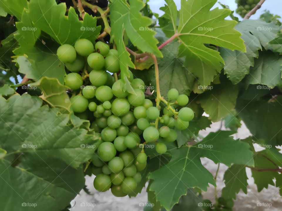 a image of grapes plant