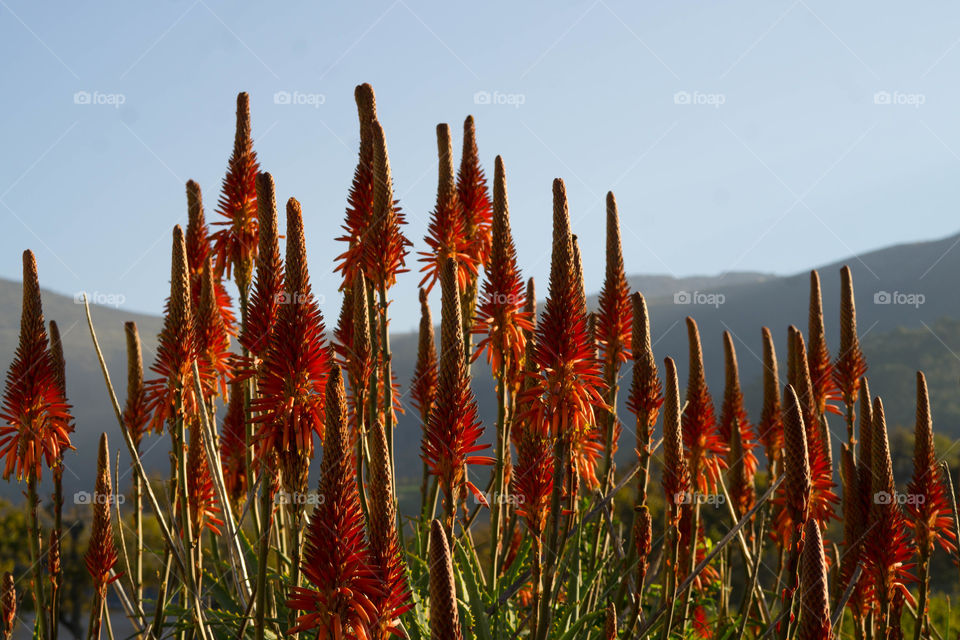 South African Flowers