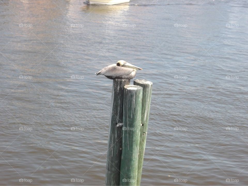 A picture of a pelican taken in Naples, Florida.