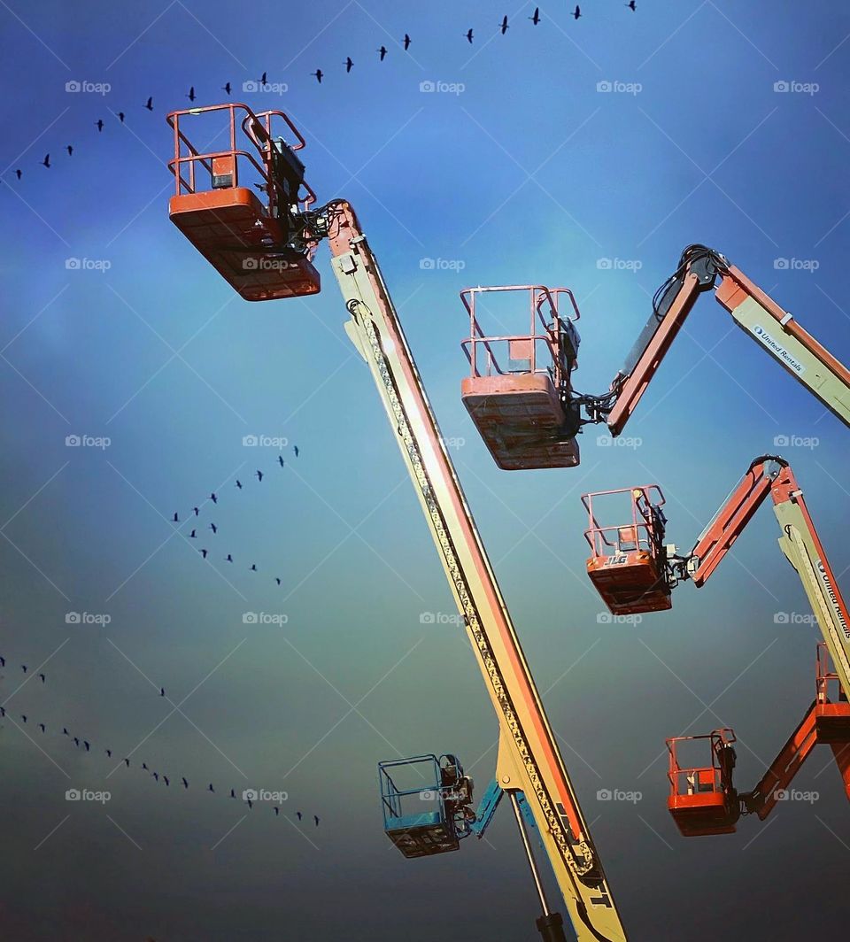 Geese flying above a group of idle cherry pickers