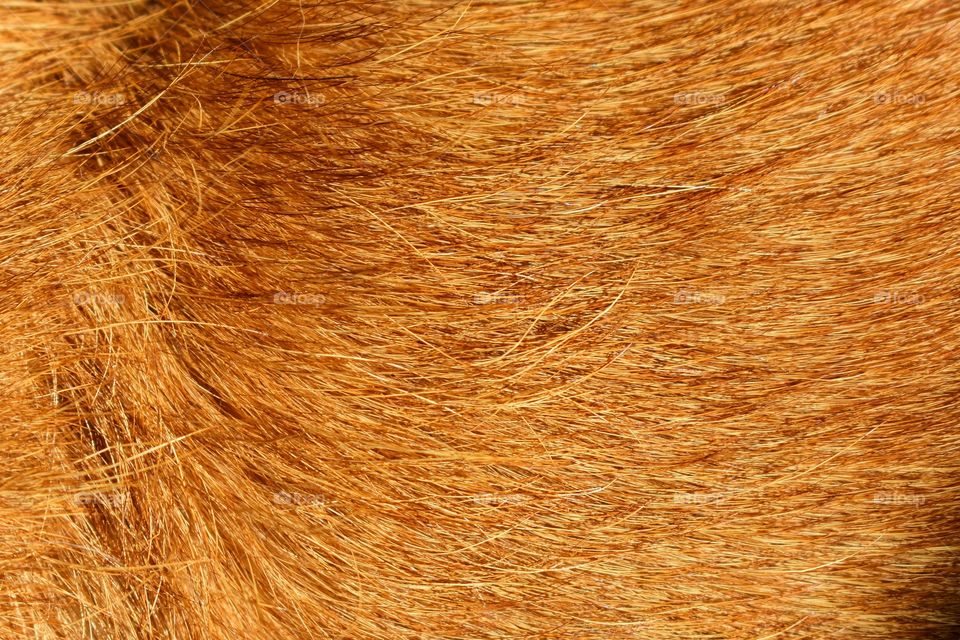 Close up of a wire-haired terrier dog