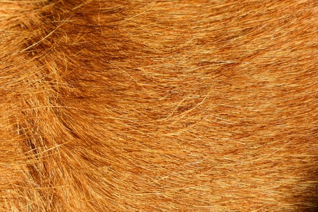 Close up of a wire-haired terrier dog