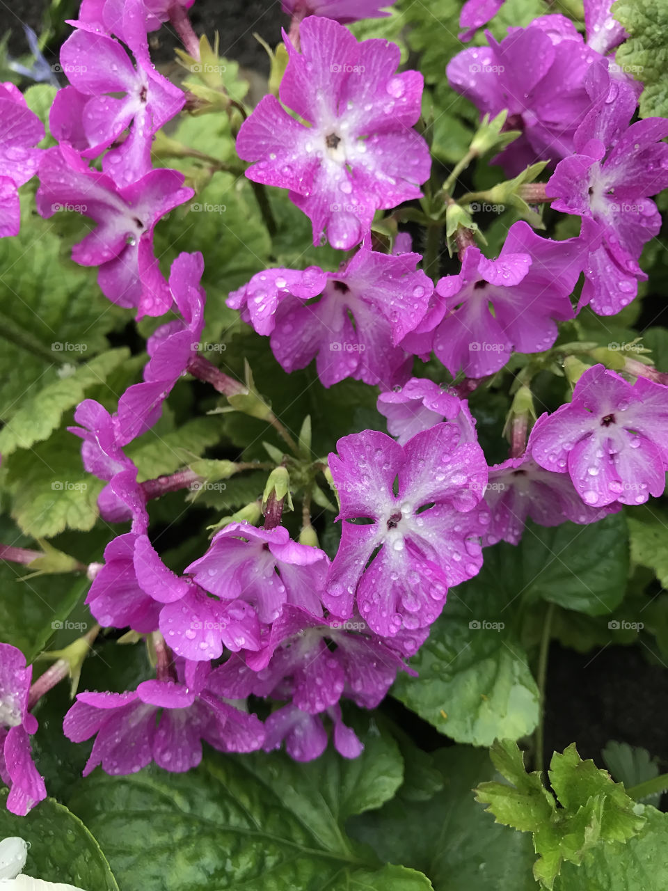 Purple flowers in the garden