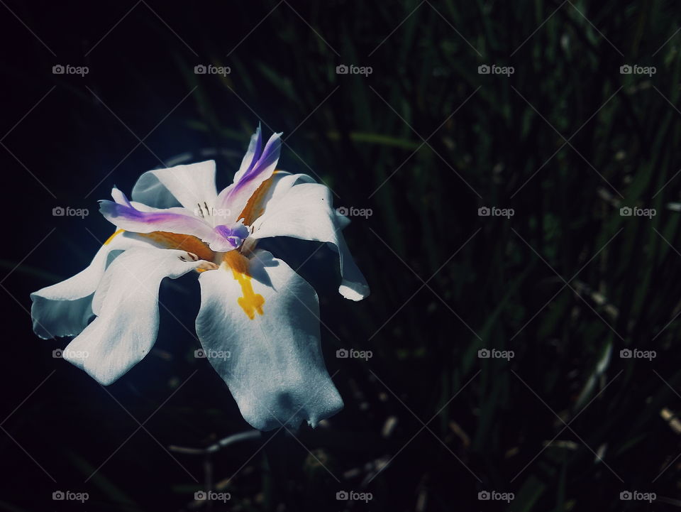 Dark Garden with a Bright Flower
