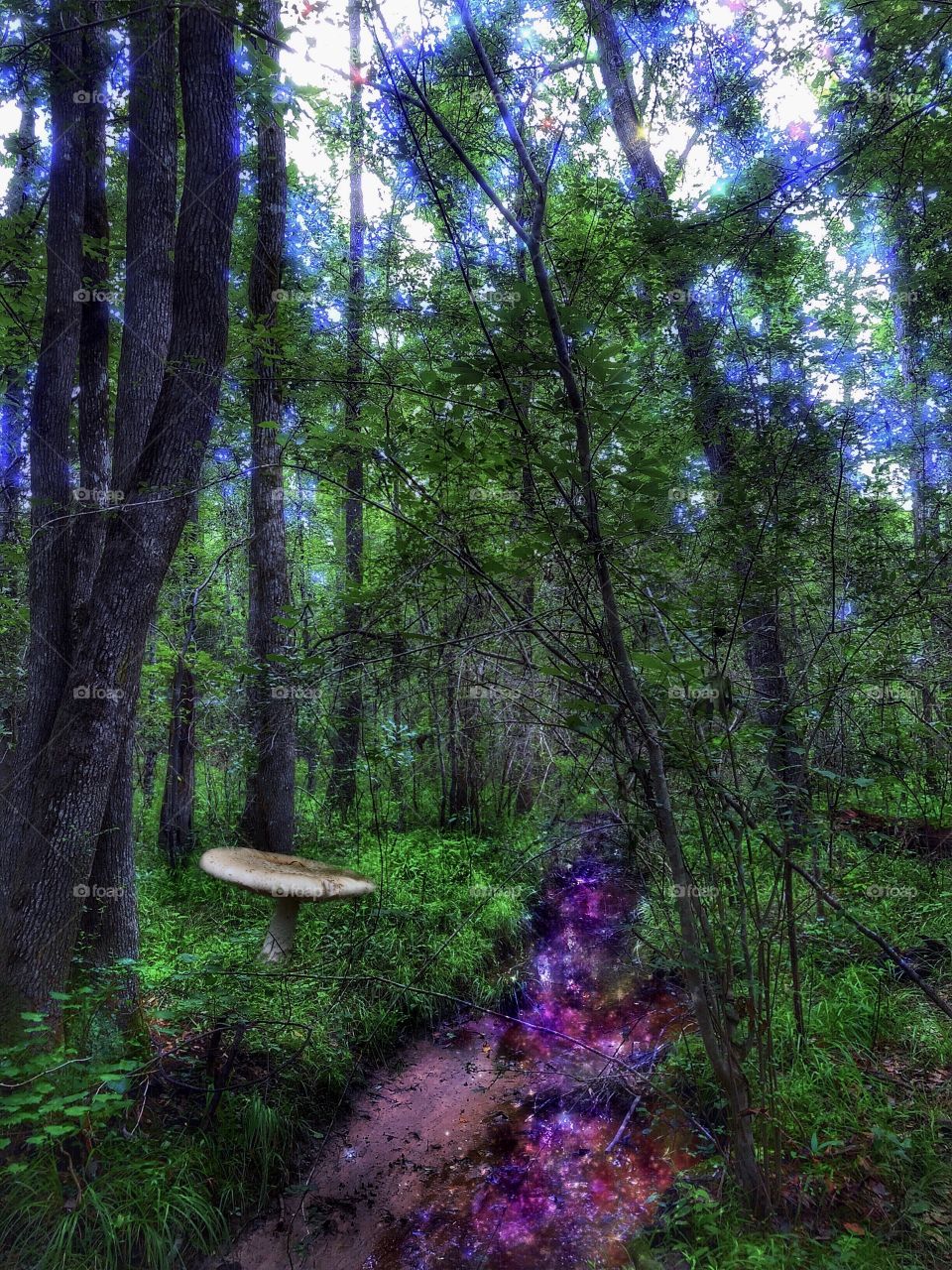 Secret Enchanted Forest 