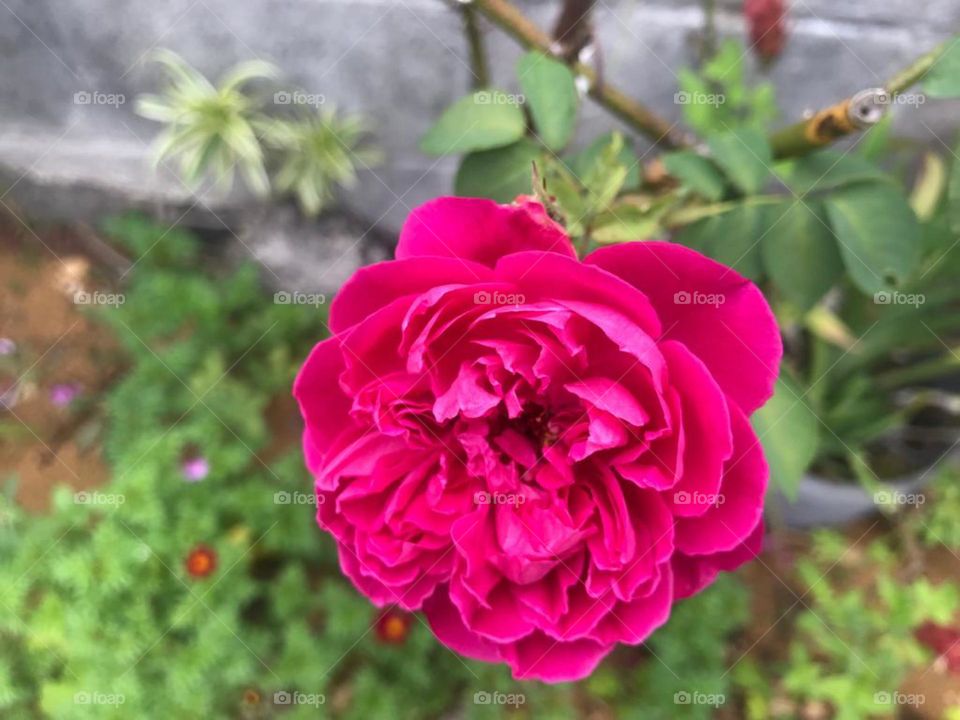 The pink rose