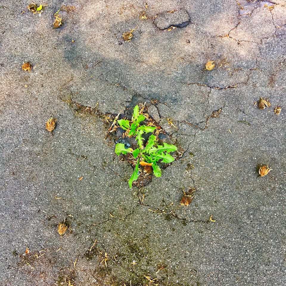 Captured with iPhone 6s Plus 