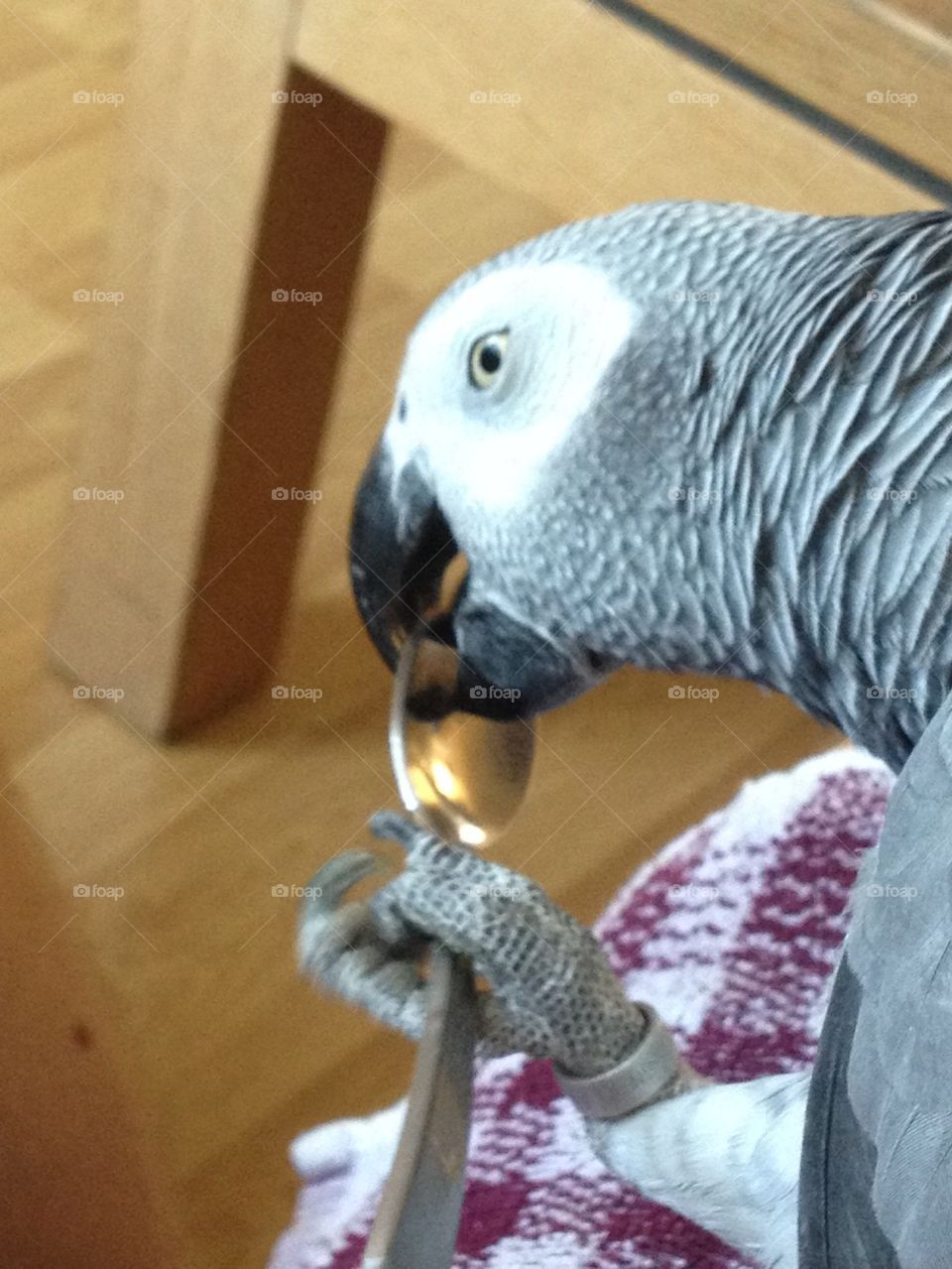 Parrot has my spoon