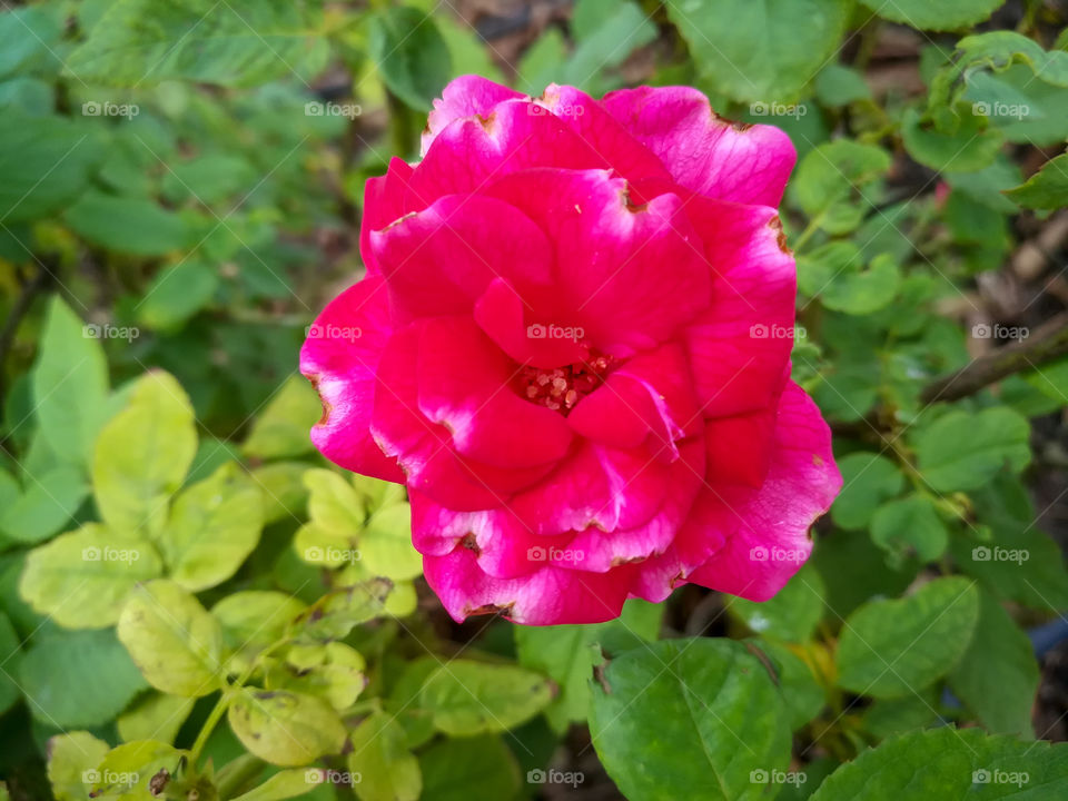 Love Flower Rose