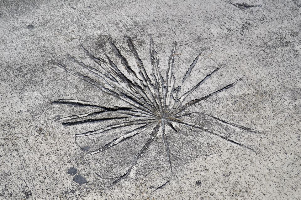 An impression of a palm branch in concrete 
