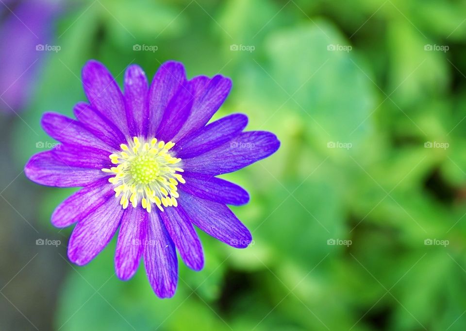 High angle view of purple flower