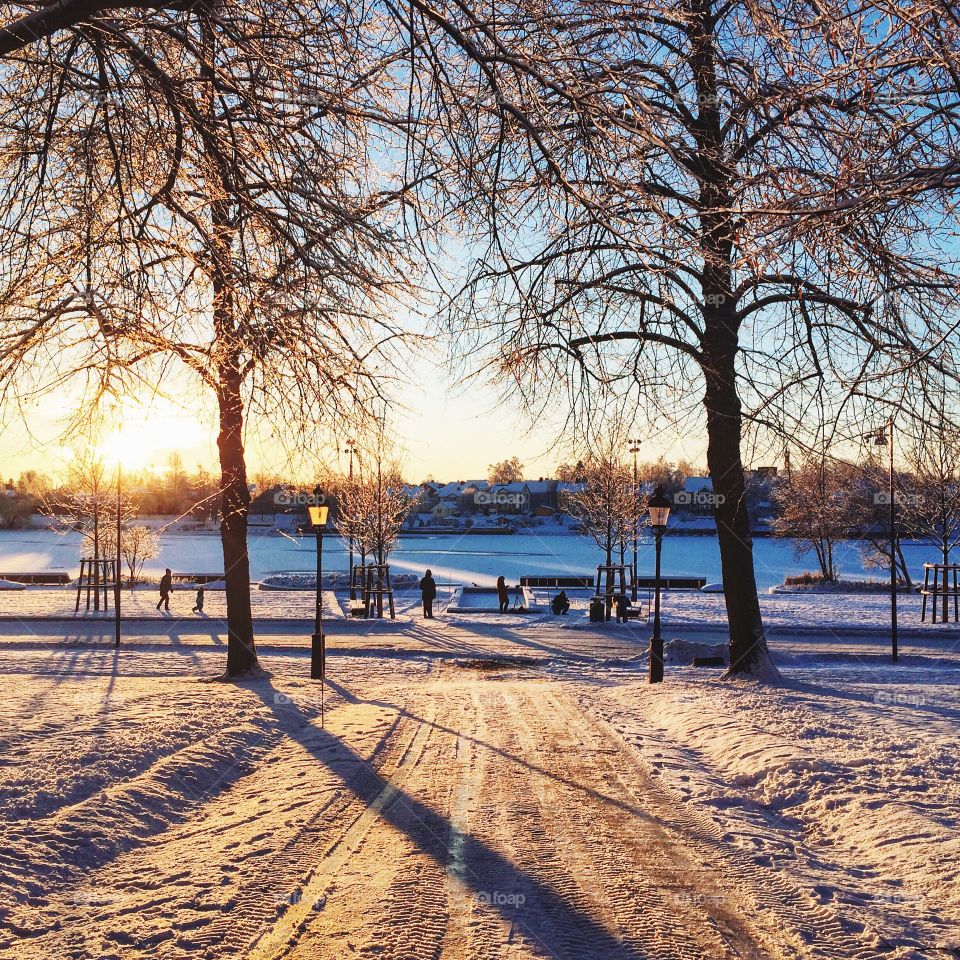 Tree, Winter, Wood, Landscape, Snow