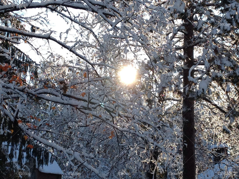 snow winter morning tree by shanepkennedy