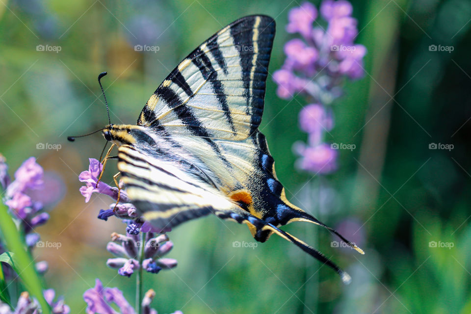 Swallowtail butterfly at the field