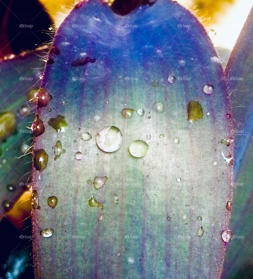 Winter drops on green leaf