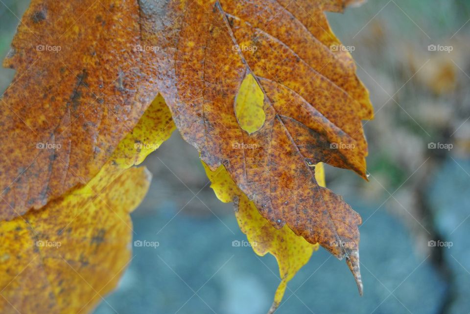 Close-up of Autumn leaf