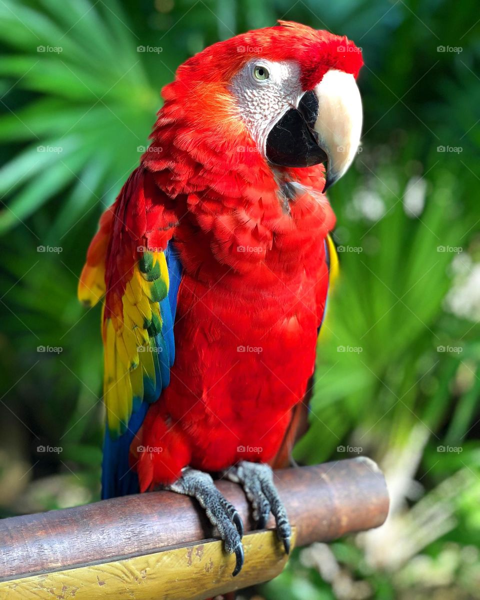 Parrot