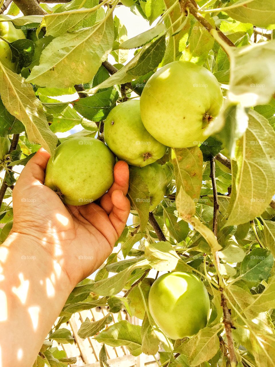 Person holding green apple hanging on tree