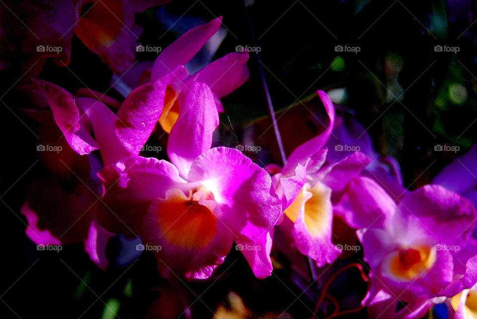 orchids in Chapada Diamantina, Bahia, Brazil