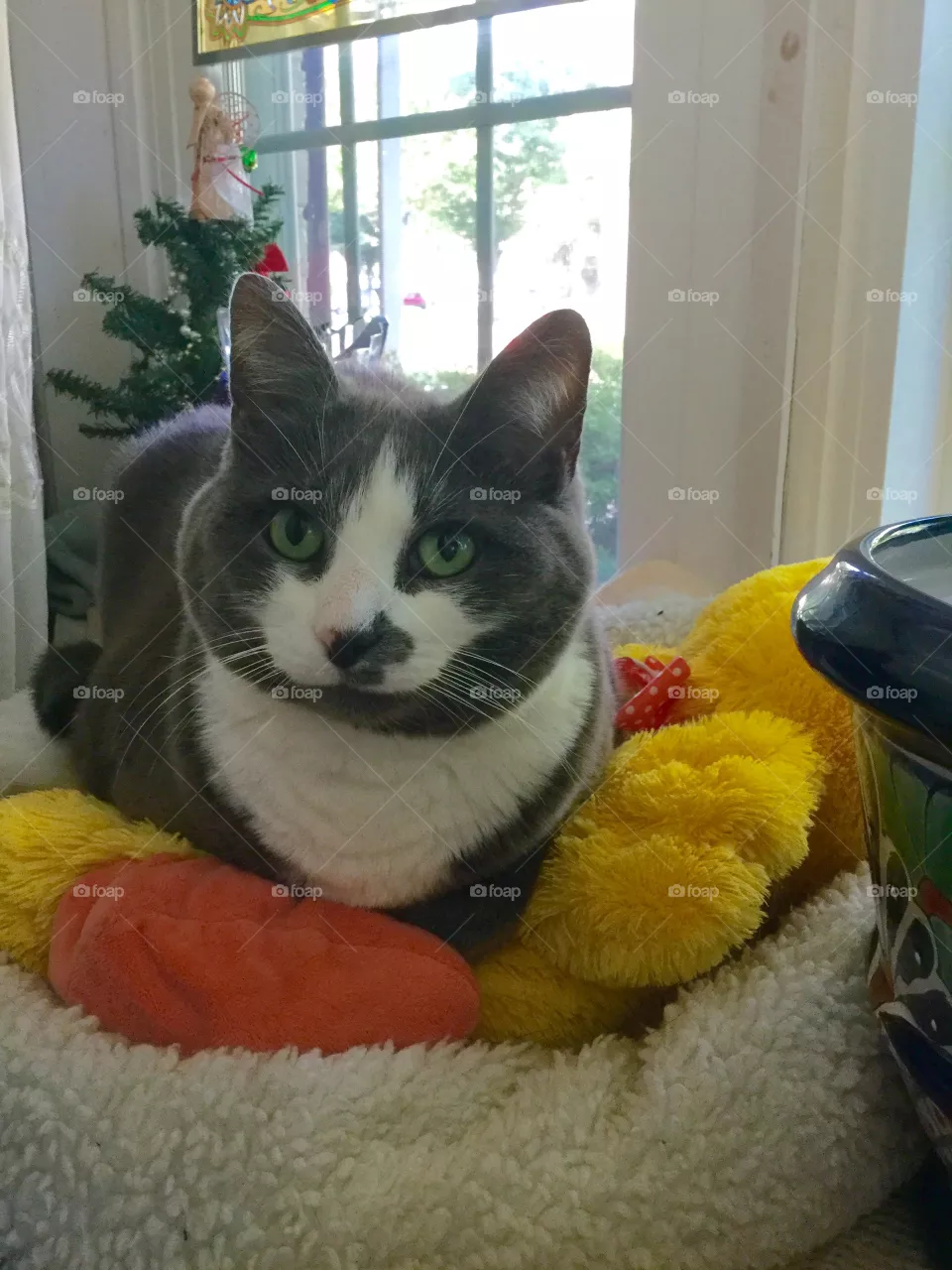 Cat, Family, No Person, Pet, Cute