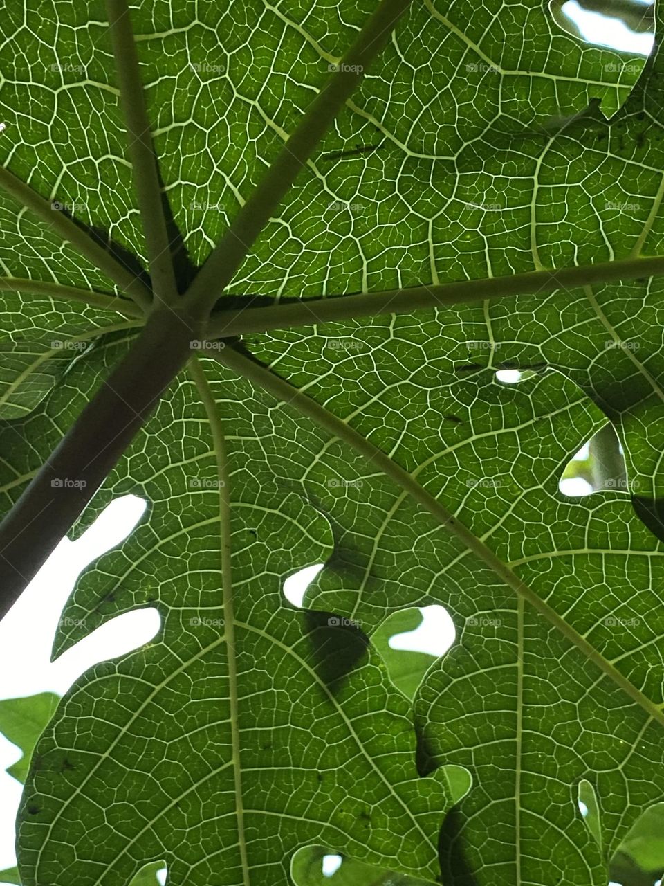 Green background from papaya tree 