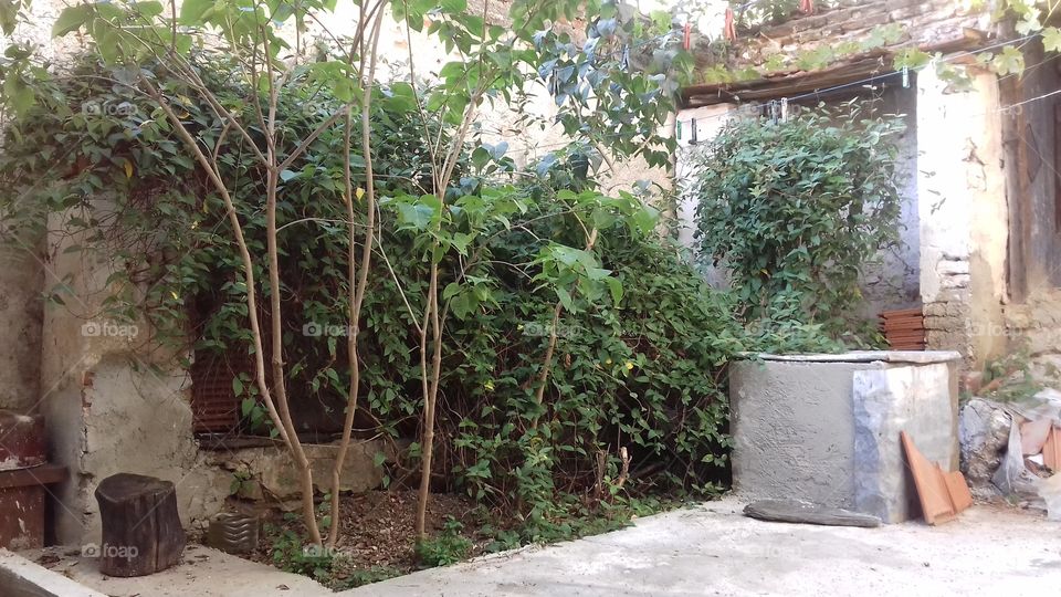 backyard with plants