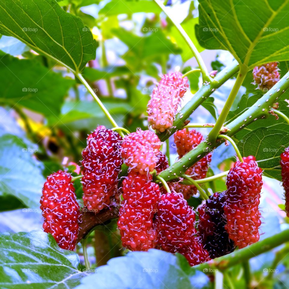 Selective Focus Young Mulberry Friut On Tree.