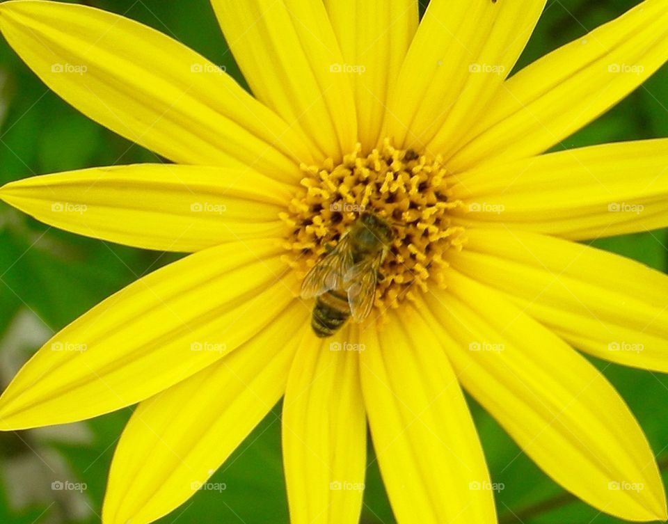 Bee on Sunflower. Bee in Sunflower