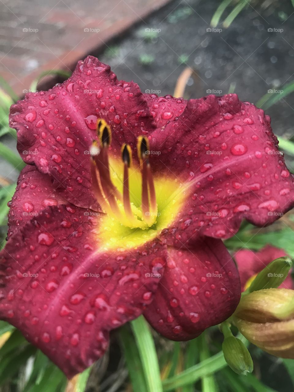 Dew covered Flower 