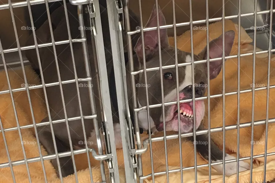 Cage, Mammal, Pet, Dog, No Person