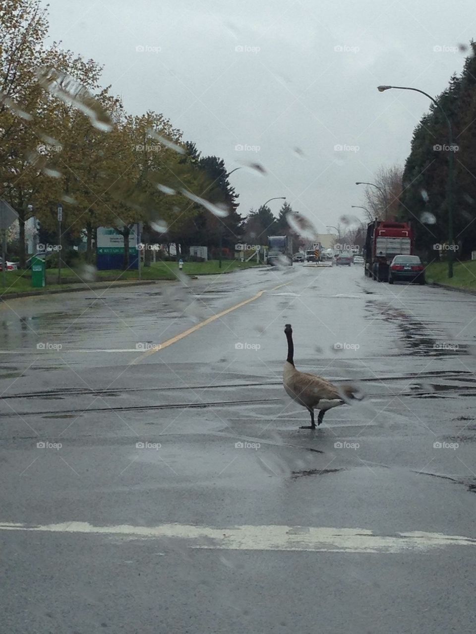 Lonely Goose