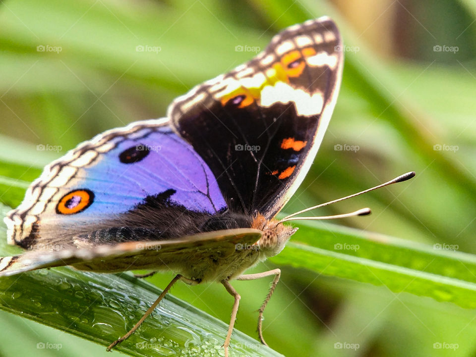 Beautiful butterfly.