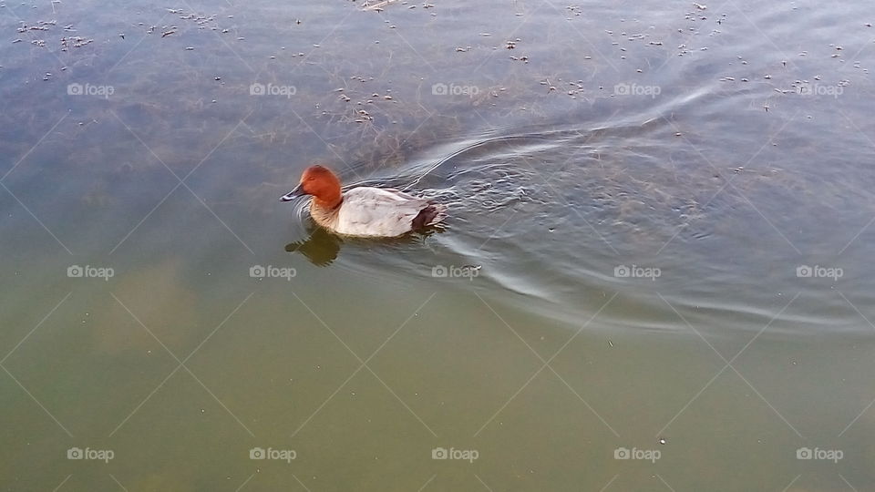 птицы.утка.озеро.