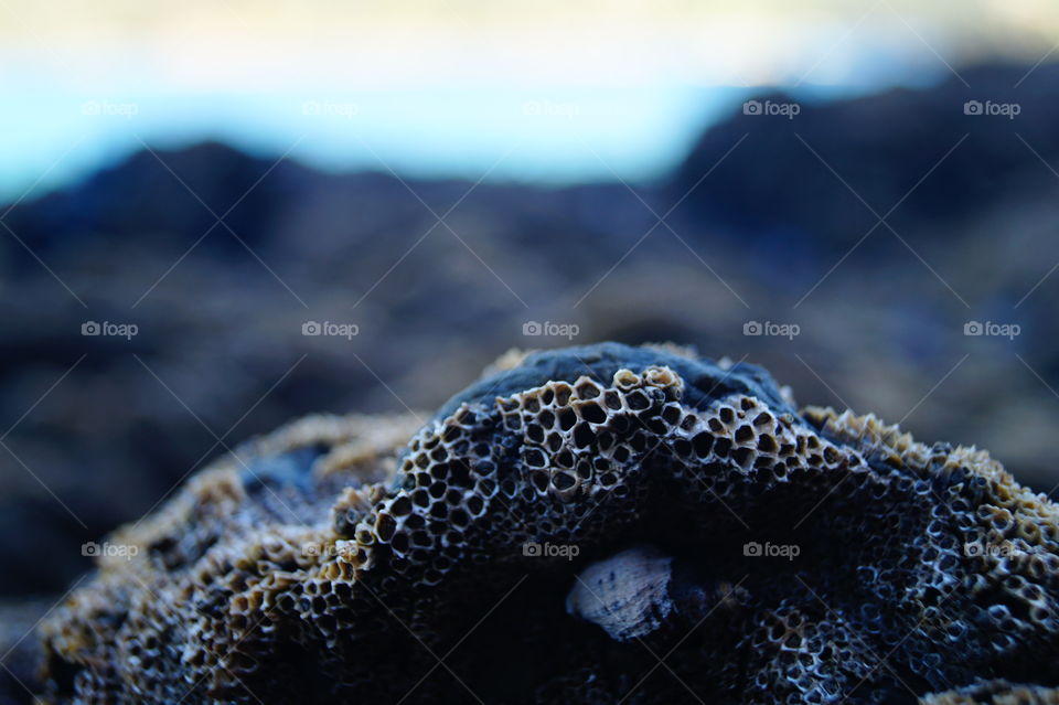 Corals Close Up