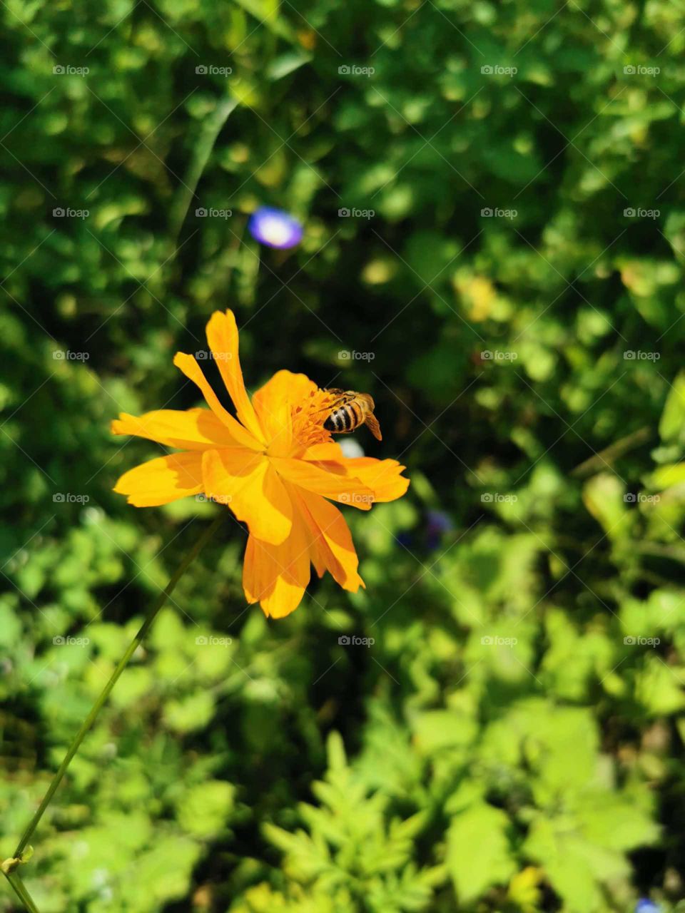 Schöne bunte Blumen