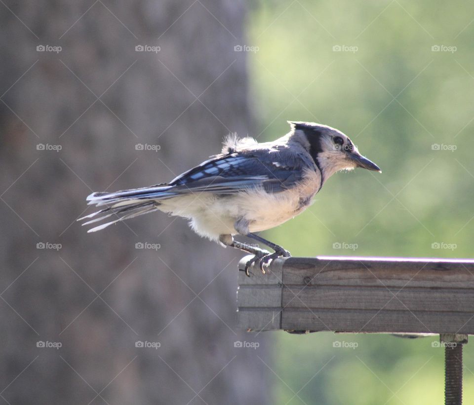 that's a Blue jay!