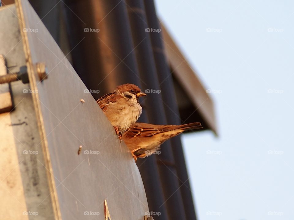 Sparrows
