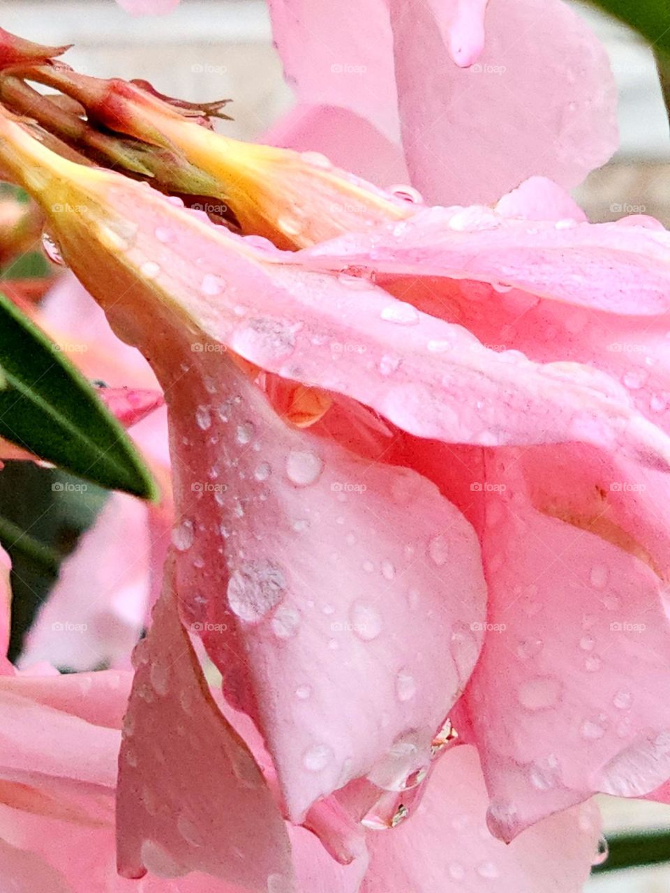 It is the Nerium Oleander, and it is un full bloom at this time of the year. It comes in this beautiful pink. Here with water drops after the rain.