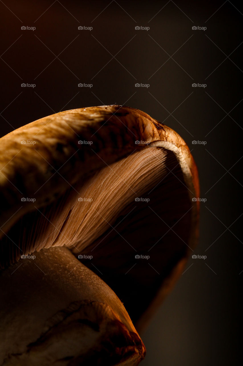 I love the interesting light and shadow in this image of a mushroom close up.