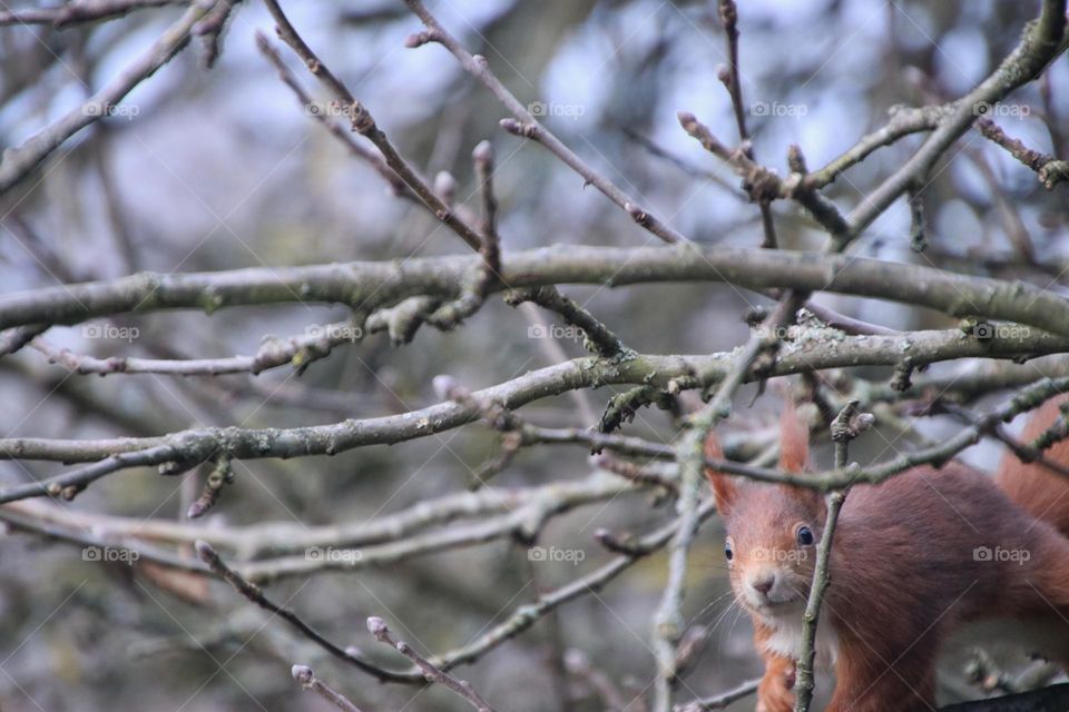 A red squirrel sits between the bare branches of an apple tree and looking at camera 