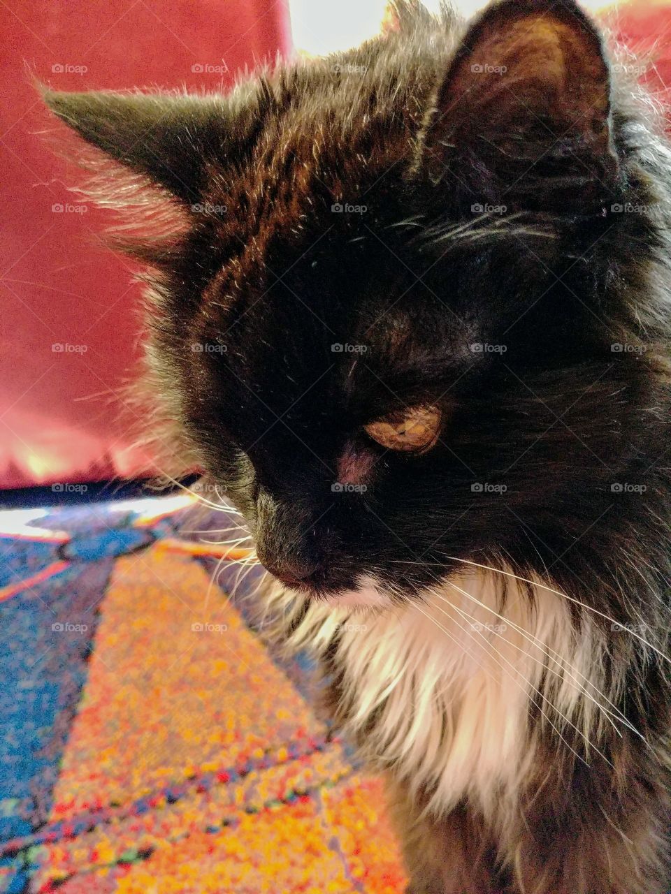 This is kittywitty, commonly called Kiwi. She is 20 years old with no signs of stopping besides the death rattle she calls a meow.