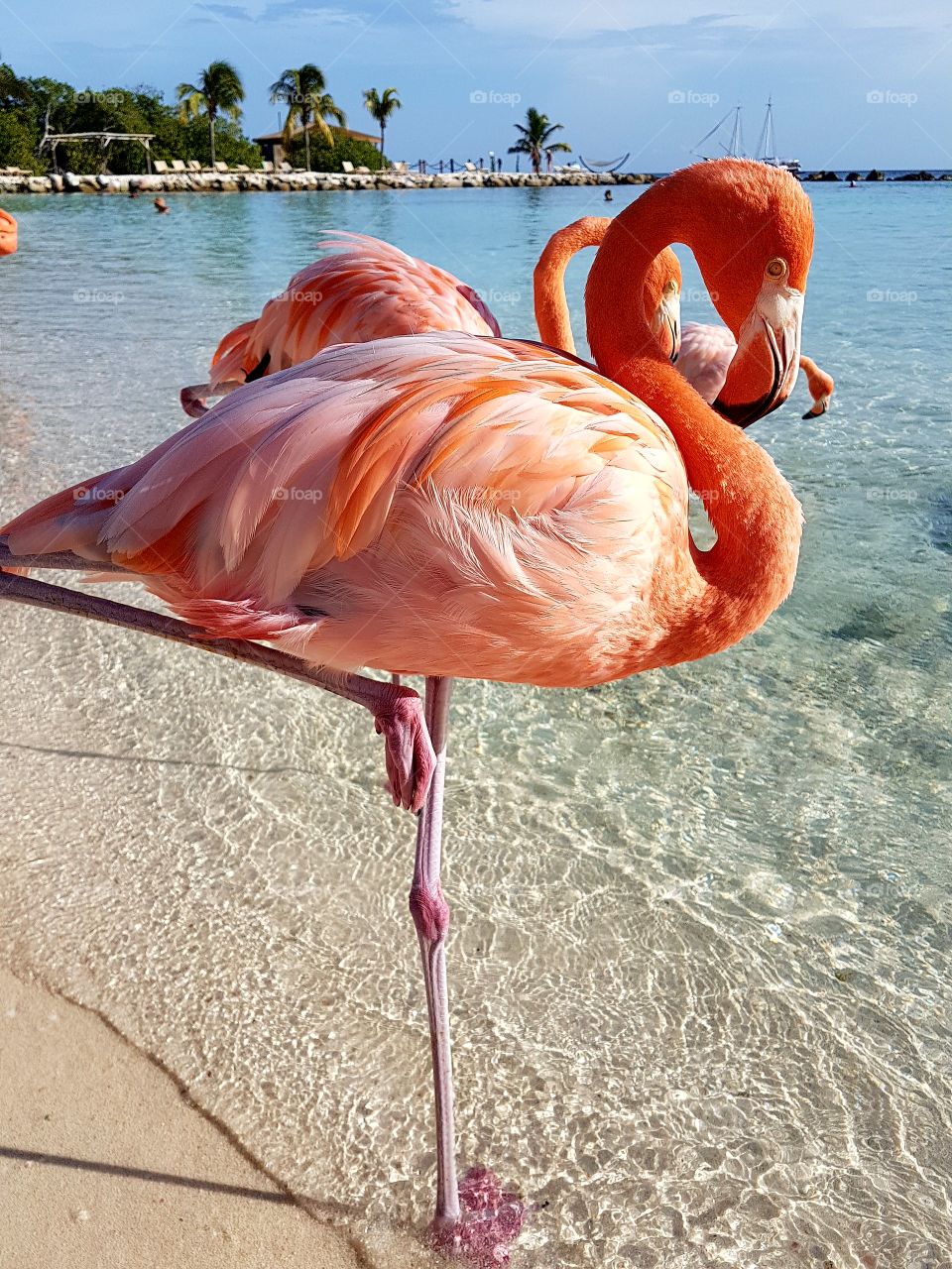 flamingo's @ Aruba Dutch Caraïben