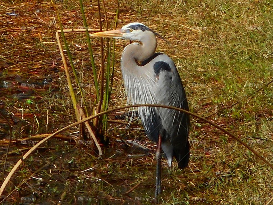 A great blue heron stands at water's edge looking out over the lake at Lake Lily Park in Maitland, Florida.