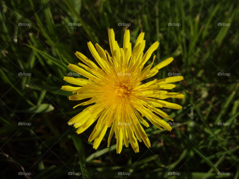 dandelion in macro