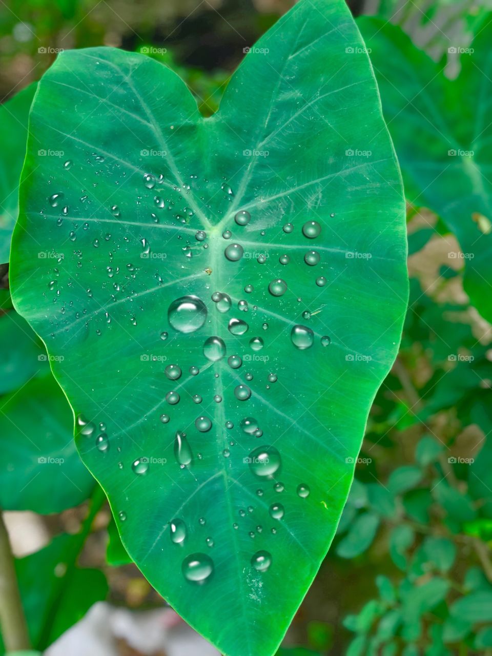 Village nature morning dew water dropping from leaf 